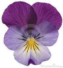 Pansy Flower Close Up Stock Photos Images Pictures 464 Images Page 2 Pansies Flowers Flower Close Up Pansies