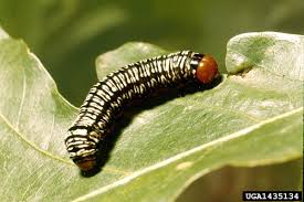 Black And White Striped Caterpillar With Yellow Belly Zebra Caterpillar Wikipedia