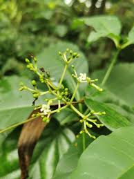 Image result for Rauvolfia vomitoria