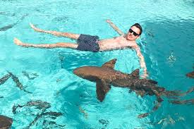 Compass Cay Bahamas: Go Swimming With Nurse Sharks