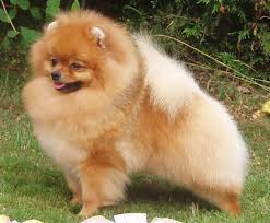 Click here to cancel reply. Pomeranian Dog Wikipedia