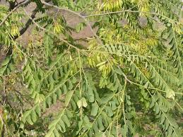 Image result for Dalbergia nitidula