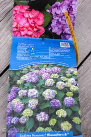 Gardening With Hydrangeas From The Endless Summer® Collection