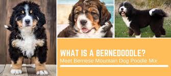 Use the search tool below and browse adoptable. What Is A Bernedoodle Meet Bernese Mountain Dog Poodle Mix 10 Photos Bernese Love