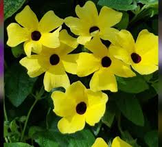 Image result for Stomatostemma monteiroae