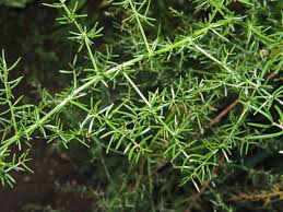 Image result for Asparagus minutiflorus