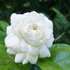 زهرة الفل Jasmine Flower Flora Flowers Love Flowers