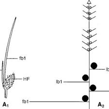 Image result for Sphaerocyperus erinaceus