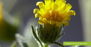 Image result for Inula