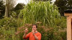 A biomass crop in illinois; Miscanthus X Giganteus Youtube