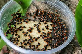 Image result for Mealybug cucumber