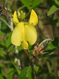 Image result for Crotalaria vasculosa