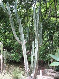 Image result for Euphorbia candelabrum