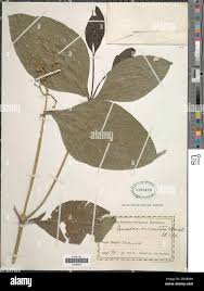 Image result for Nidorella auriculata