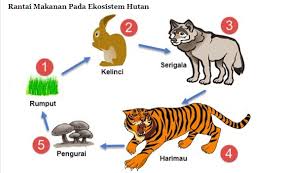 Rantai makanan #rantai makanan adalah peristiwa makan dan dimakan antara makhluk hidup dengan urutan tiap tingkat dari rantai makanan dalam suatu ekosistem disebut tingkat trofik. Materi Dan Kunci Jawaban Tematik Kelas 5 Tema 5 Subtema 2 Halaman 56 58 59 Gawe Kami