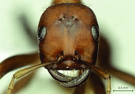 tête de Polyergus rufescens. cette fourmi esclavagiste obligatoire... |  Download Scientific Diagram