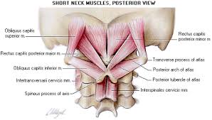 Gallery For Suboccipital Triangle Anatomia Cabeza Y Cuello Anatomia Musculos Cabeza Y Cuello