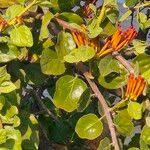 Image result for Phragmanthera dschallensis