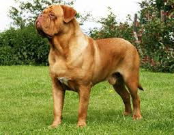 The great conection of great breed and great nature, resultates with helthy, strong and beatuful dogs. Dogue De Bordeaux All Big Dog Breeds