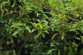 Image result for Cordia goetzei