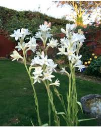 Image result for Polianthes tuberosa