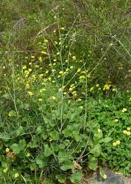 Image result for Crambe hispanica