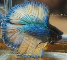 Male Doubletail Betta Betta Fish Betta Siamese Fighting Fish