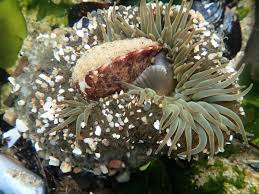 Image result for Anemone transvaalensis