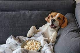 Read on to find out why some types of popcorn are safer for dogs than others, and just how much popcorn your dog can eat. Can Dogs Eat Popcorn With Us On Movie Night Here S When It S A No Go