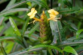 Image result for Barleria spinulosa
