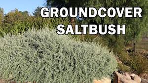 Image result for Rhagodia