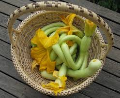 Zucchini #8517 and amatista were both significantly better than envy for most assessments. Cucurbita Growing Zucchini Squash Seeds Vegetable Harvest