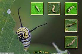 Monarch Caterpillar Stages With Pictures Facts 5 Larval Stage Instars