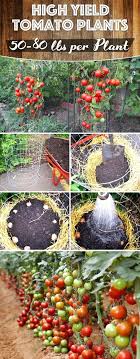 Mix up 1 tablespoon of baking soda, ½ teaspoon mild detergent and 2 ½ tablespoons of olive oil in a gallon of water to make a repellent for all kinds of. 190 Best Tomato Plants Ideas Plants Tomato Tomato Plants