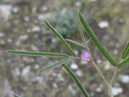 Image result for Indigofera charlieriana