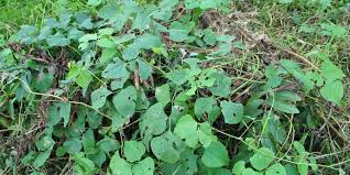 Image result for Phaseolus lunatus