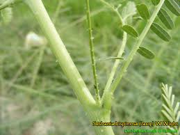 Image result for Aeschynomene sp. B