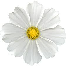 Free White Digi Scrapbook Flower Scrapbook Flowers White Flower Png Free Digital Scrapbooking
