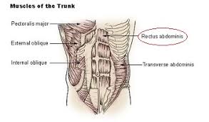 Name and describe the parts of a neuromuscular junction. Rectus Abdominis Muscle Action Origin Insertion Science Class 2021 Study Com