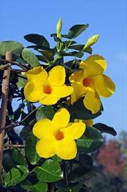 Patio Pot Dipladenia Diamantina Opale Citrine 403 Pretty Flowers Pictures Trellis Plants Beautiful Flowers