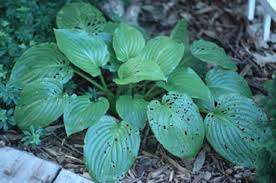 Do this gradually as the plant grows through the season. What S Wrong With My Plant Garden University Of Minnesota Extension