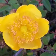 Hidcote iperico fotografie immagini gratis. Iperico Vivai Piante Nardi Marco Vendita Spedizione