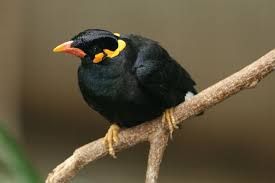 Black Bird With Blue Neck Ontario Gracula Religiosa Intermedia Common Hill Myna Captive Pet Birds Bird Birds