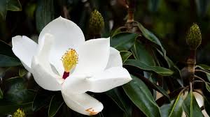 How To Identify 11 Types Of Magnolia Flowers Magnolia Flower White Magnolia Tree Magnolia Tree Types