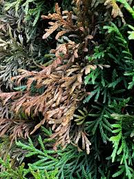 Image result for thuja drying out dead dried symptoms)