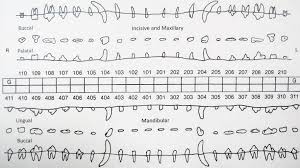 Puppy Teeth Chart