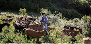 Azienda agricola la capra felice di ideo gudeta agitu. A6vt4m0cw3nbjm