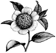 Black And White Flower Artwork Camellia Flower Free Vintage Clip Art Clip Art Vintage Flower Clipart Vintage Flowers