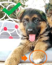 Father and mother have a place at the world cup and several titles at competitions across europe. How To Identify The Purity Of The German Shepherd Puppy 5 Ways To Identify The German Shepherd