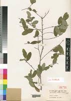 Image result for Phyllanthus beillei